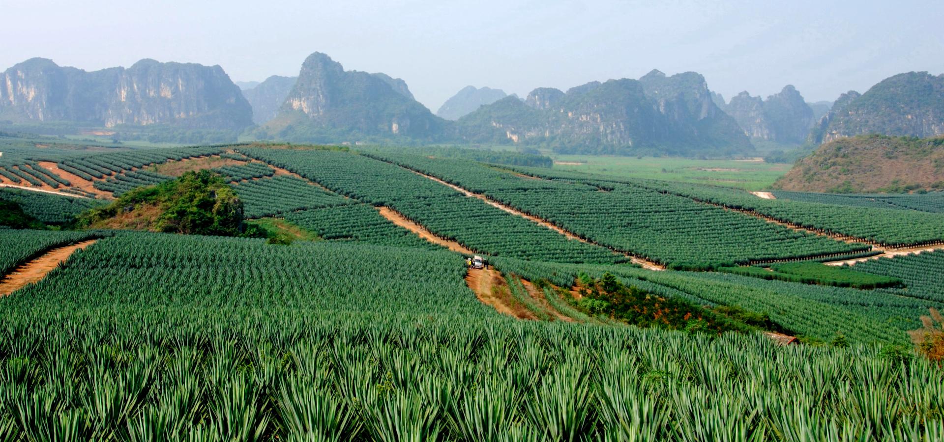 剑麻产业核心示范区